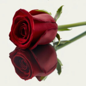 photographie numerique grand format